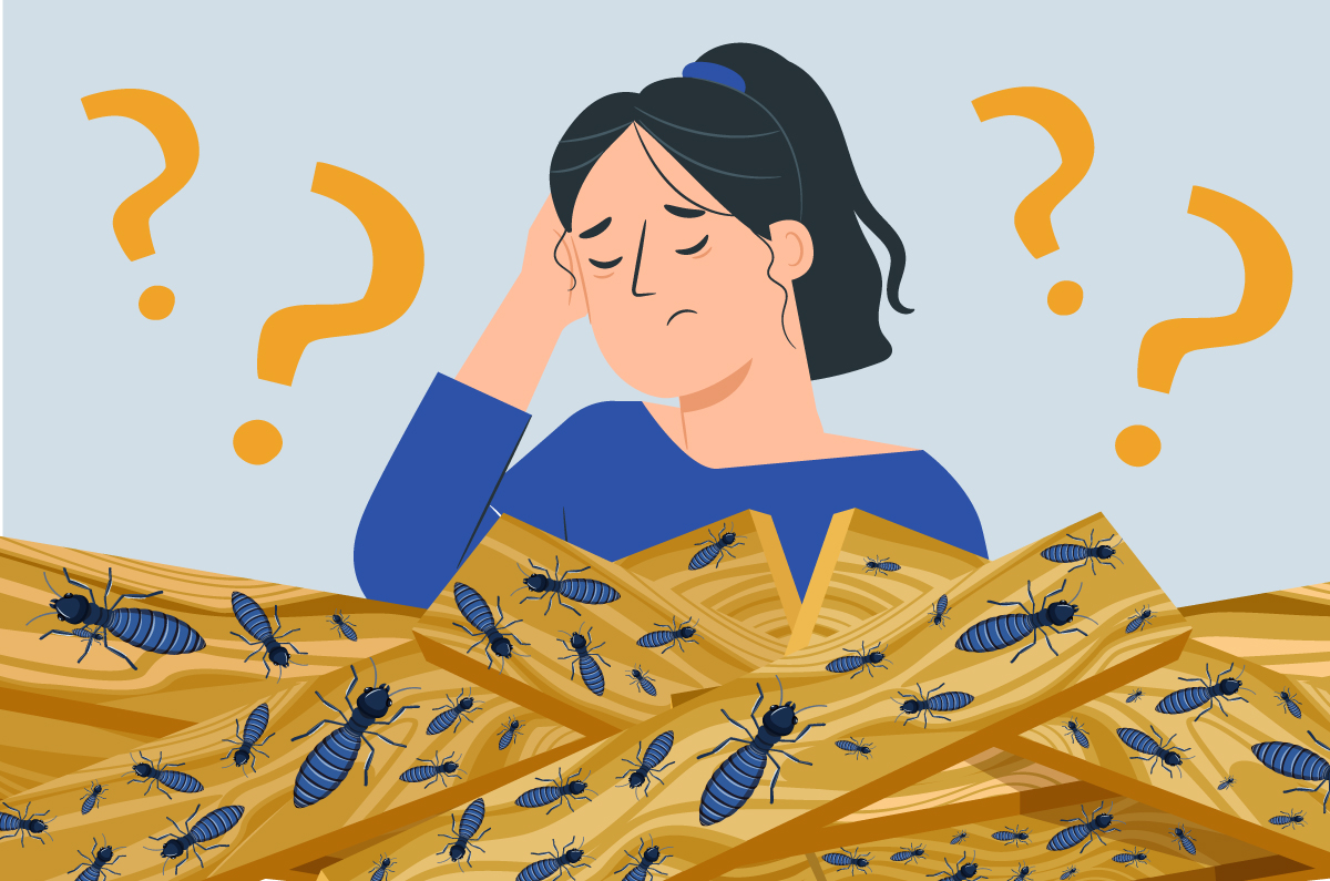 Infestation termite : comment les repérer et comment les éviter ? | Good Diag Immo